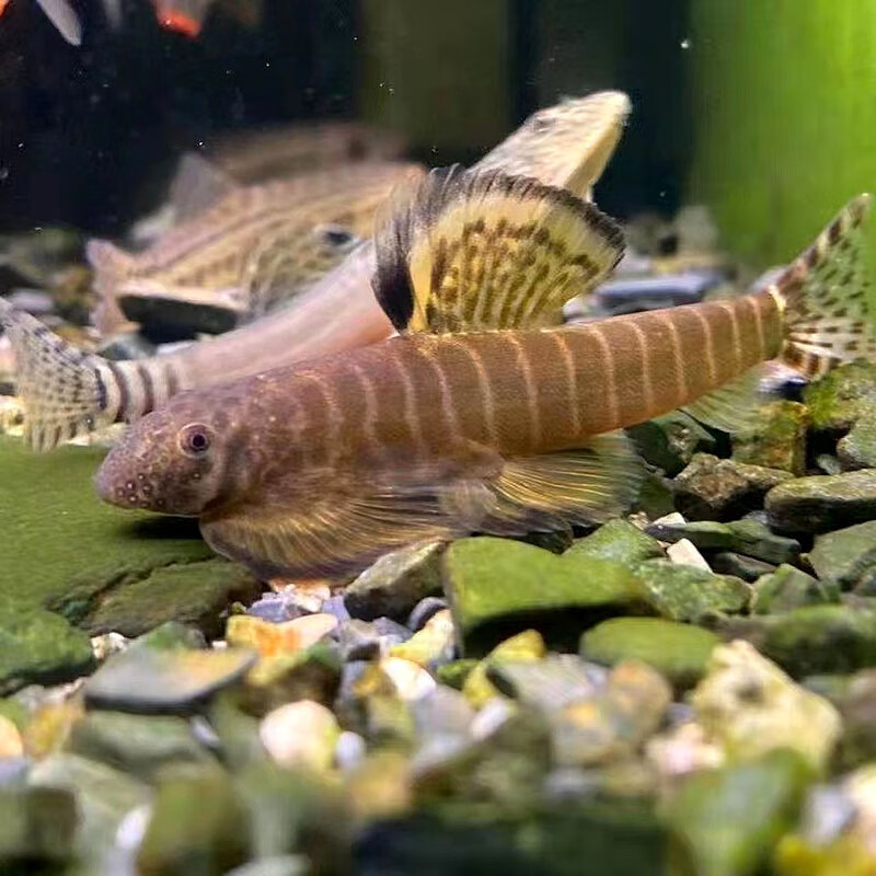 冷水清洁鱼不加温小提琴鱼缸清洁工原生鱼 【冷水】长汀吸鳅3-5cm2条