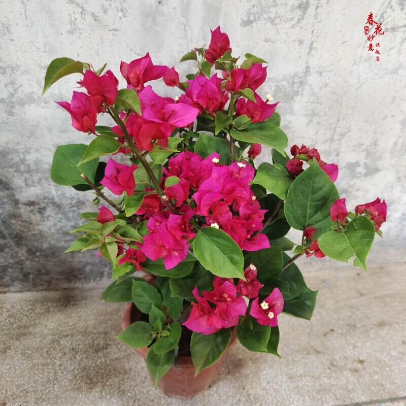 室内盆栽庭院攀援花卉开花植物重瓣花苗三角梅花苗盆景 潮州红三角梅