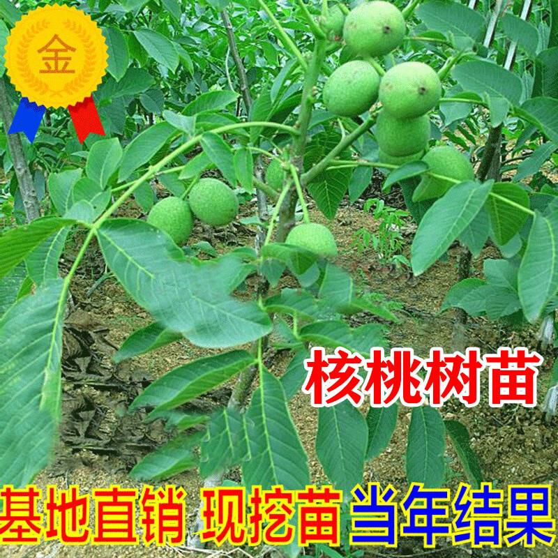旺之春核桃苗8518嫁接苗特大薄皮核桃树苗南北方四季种植果树苗当年