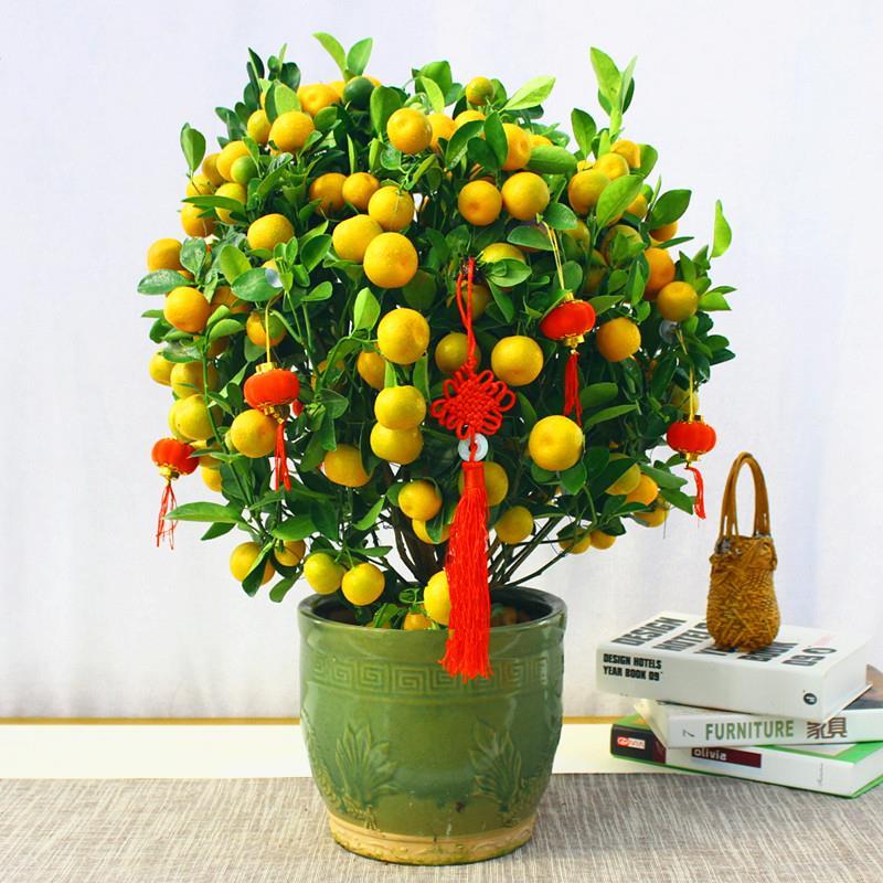 春花妙意【年宵花】金桔盆栽四季桔年橘盆栽室内盆景年桔送礼绿植