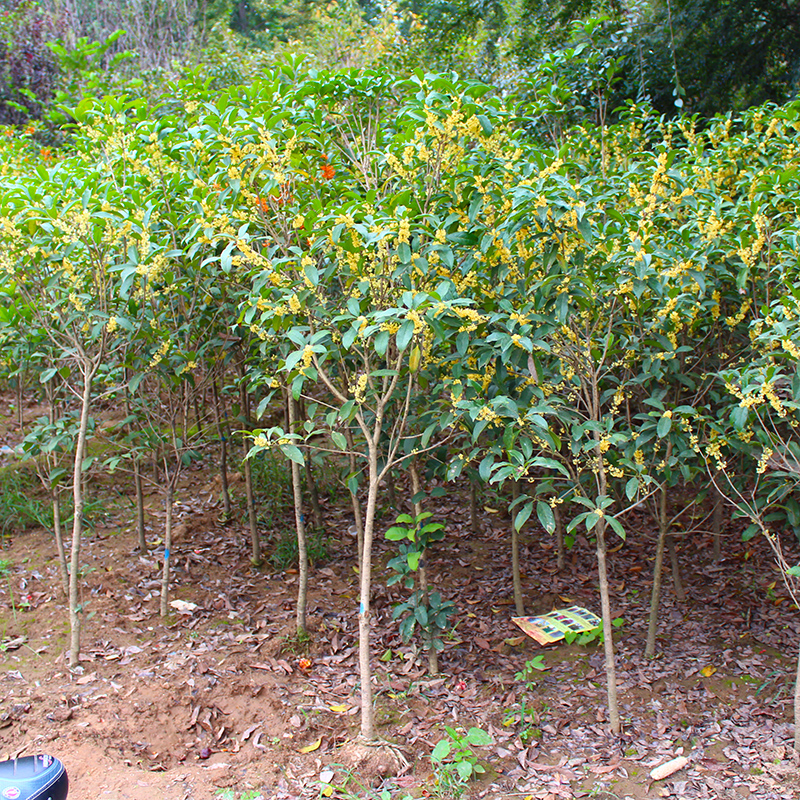 侬律花园 南方实生 桂花树苗 庭院 四季桂花树苗 金桂 丹桂 八月桂
