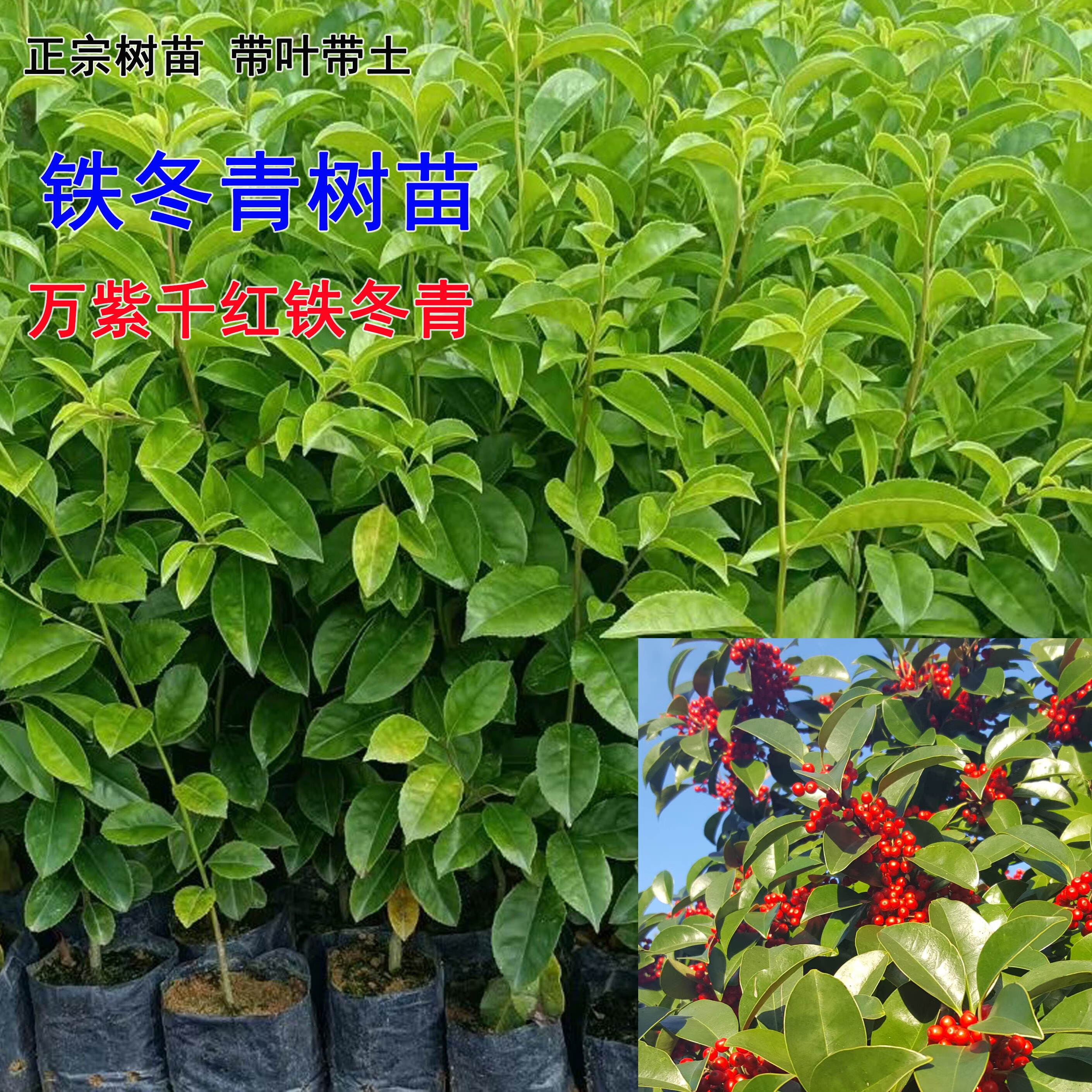姒桀铁冬青树苗万紫千红果名贵药材救必应熊胆木常青白银木绿化观赏树