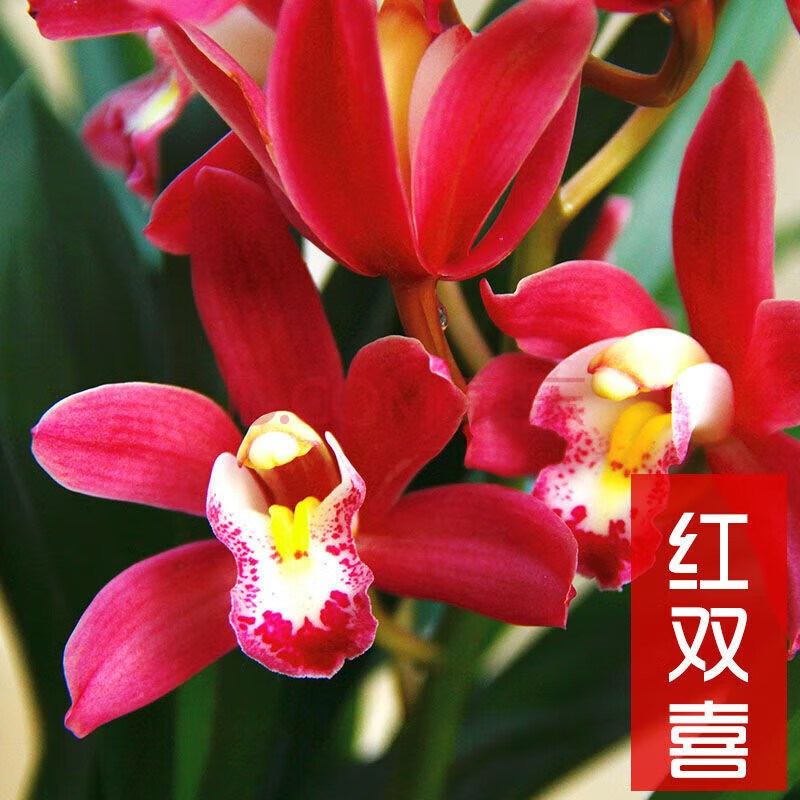 鱼七秒兰花苗盆栽带花苞原盆原土建兰四季兰花卉绿植物 红双喜5-6苗