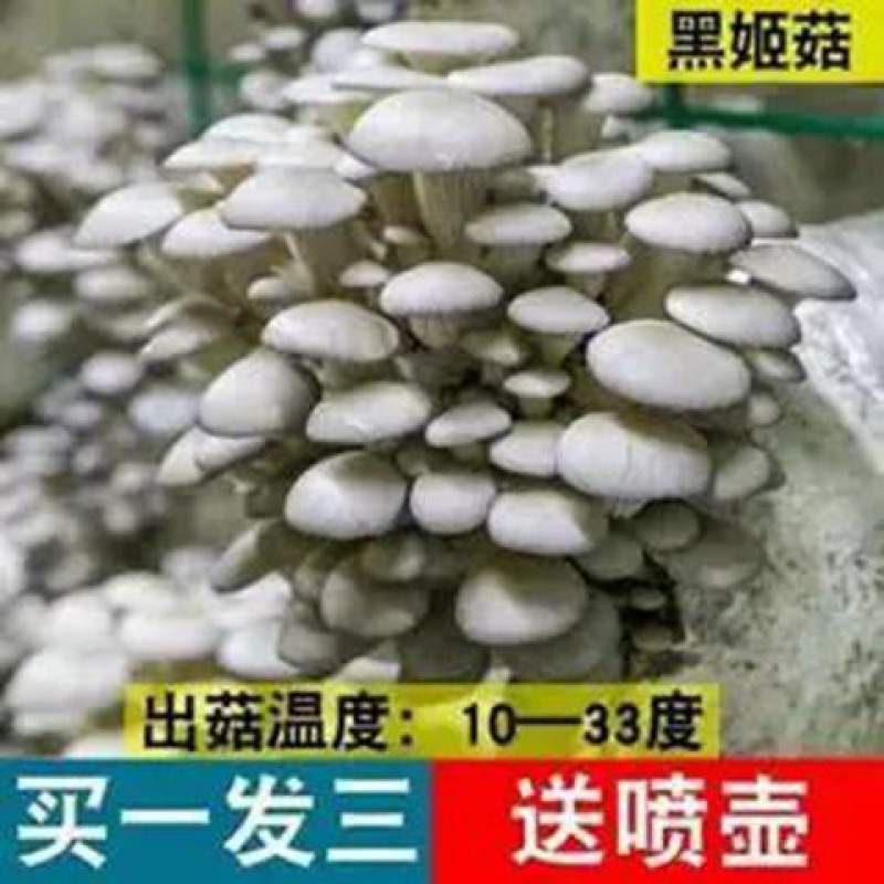 【四季好养】家庭蘑菇菌包菌室内蘑菇种植菌棒姬菇菌种菌菇包 黑姬菇