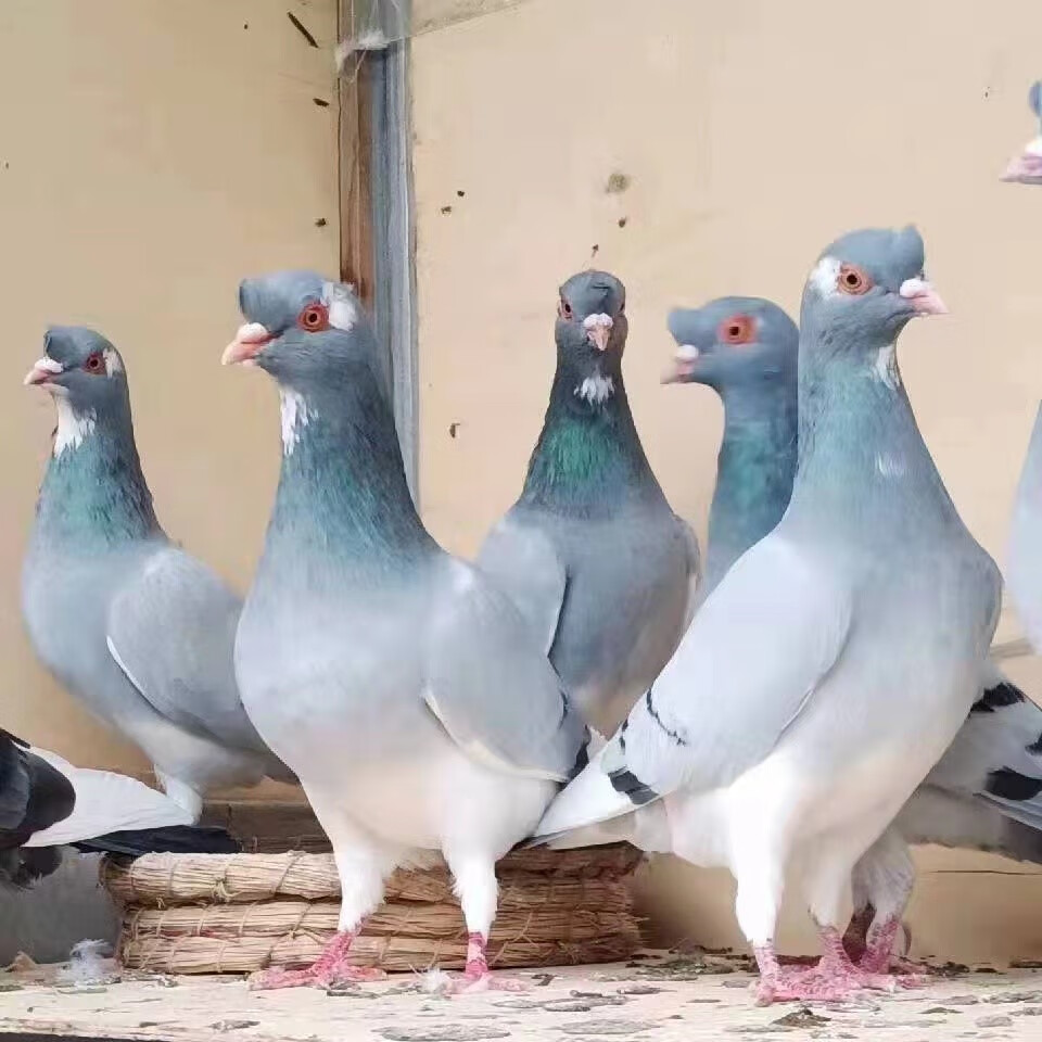 鸽子活体一对 鸽子活体 高飞鸽子 甘谷高飞 四川铜麻高飞鸽子 甘谷
