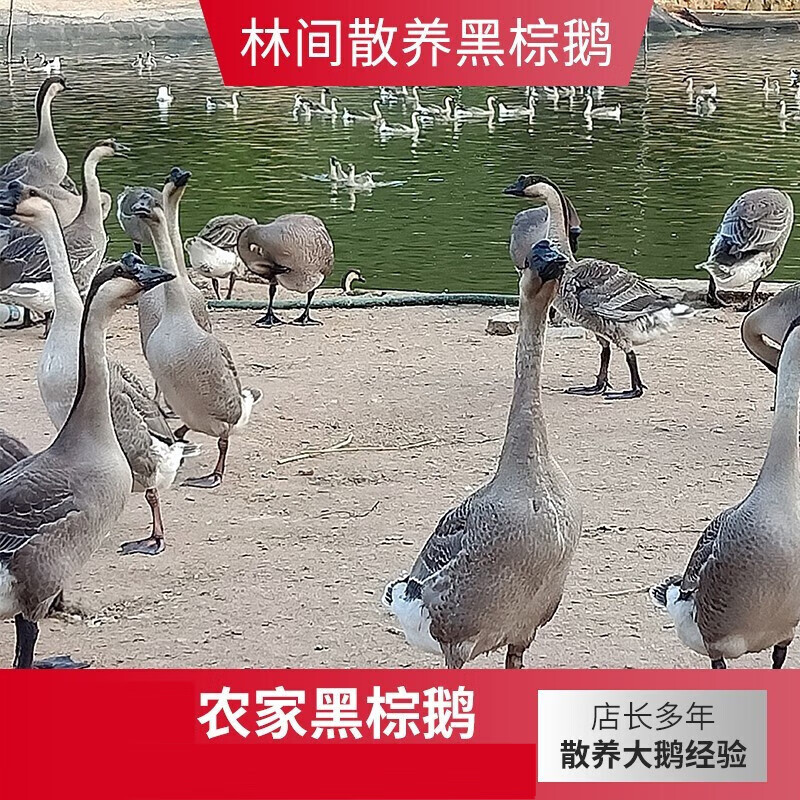 隆港汇   黑棕鹅 农家大鹅老土鹅 新鲜现杀大鹅肉整只 现杀整只装 (6
