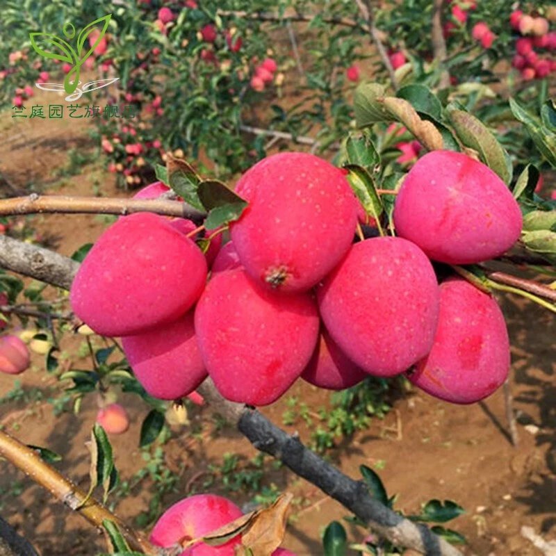 昊兰诺鸡心果树苗新品种苹果苗糖心小苹果南方北方种植耐寒易活高产