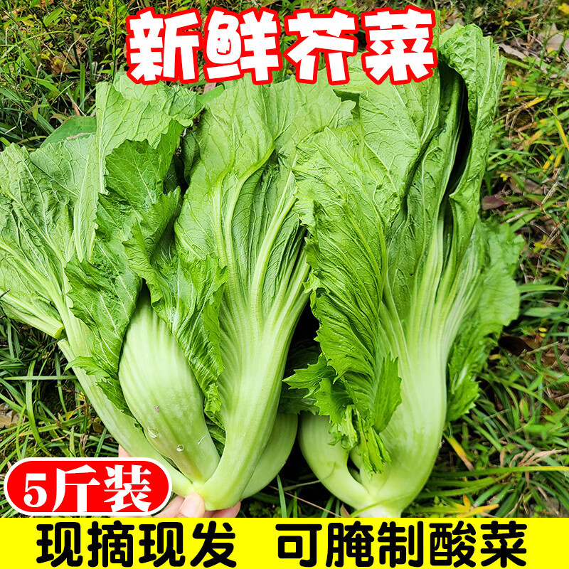辰实 【现挖】新鲜大叶青 芥菜青菜 腌制酸菜泡菜 农家蔬菜 5斤