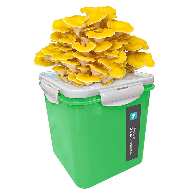 菇婆婆蘑菇种植桶装平菇菌包盆栽儿童趣味阳台园艺养殖