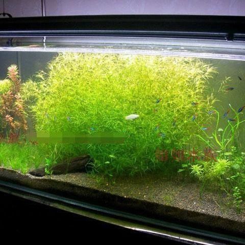 墨一鱼缸造景水草印度小竹节竹节草新手懒人水草阴性水草金鱼草蜈蚣草