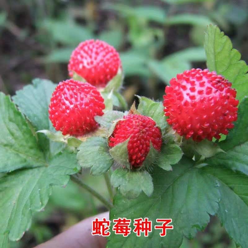 蛇莓种子红色野草莓四季易种阳台园艺花种子观果花籽特色蔬果种籽
