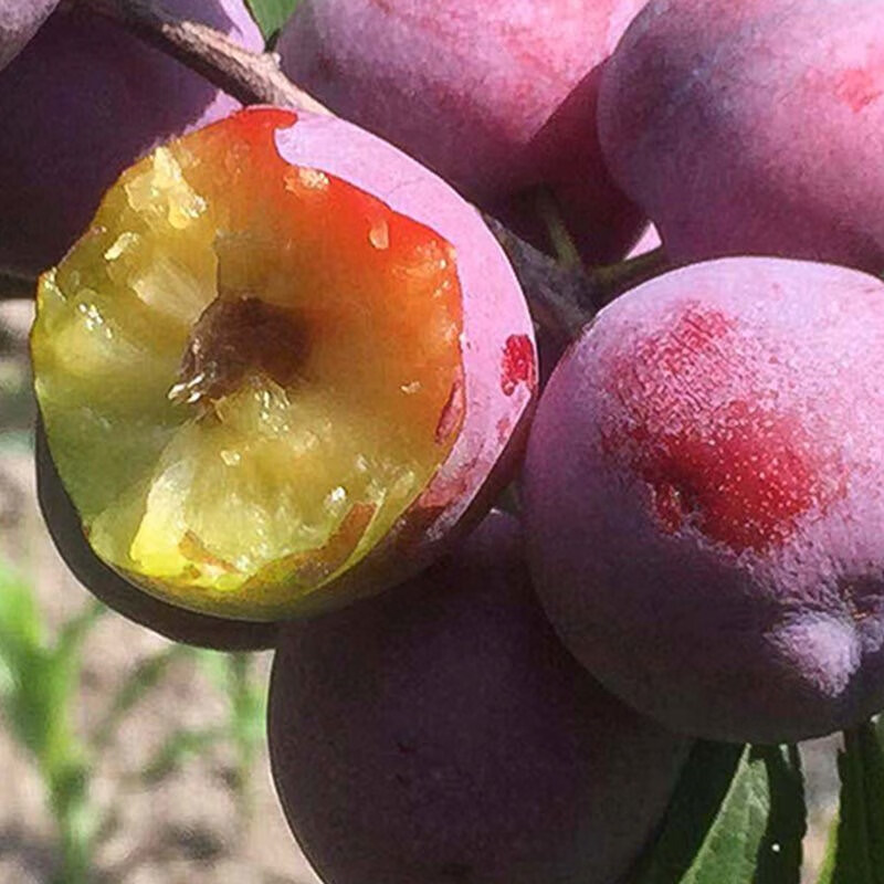 5斤汶川红脆李 现摘四川脆红李新鲜水果脱骨李脆甜当季李子 3斤