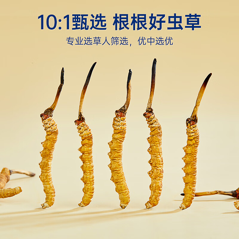 紫蓝花海冬虫夏草 头茬新干虫草滋补品过节送礼滋补健康礼盒 3-4根/g 10g*1盒 【镇店爆款】