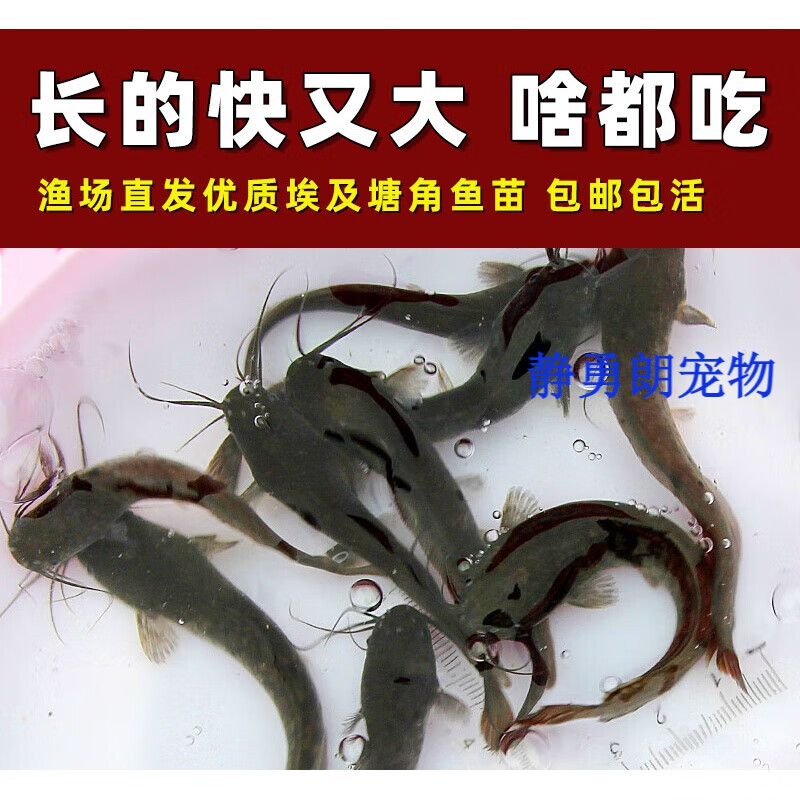 荣郁埃及塘鲺鱼塘角鱼土塘鲺鱼八须鲶鱼本地塘虱革胡子鲶鱼 埃及塘鲺4