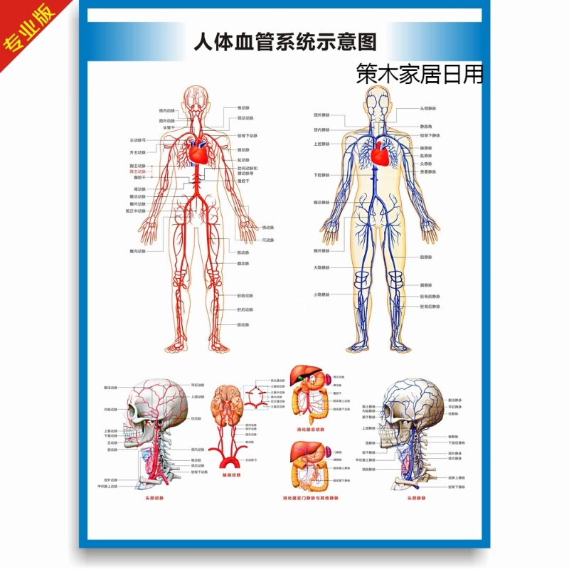 动脉静脉血管图血管系统图人体血液循环系统图头部四肢血管挂图 竖版