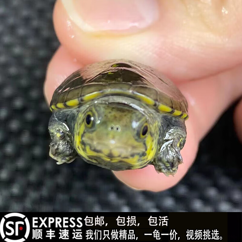 忘己人工繁殖窄桥蛋龟活体双cb后代窄桥蛋龟苗子观赏蛋龟互动 窄桥苗