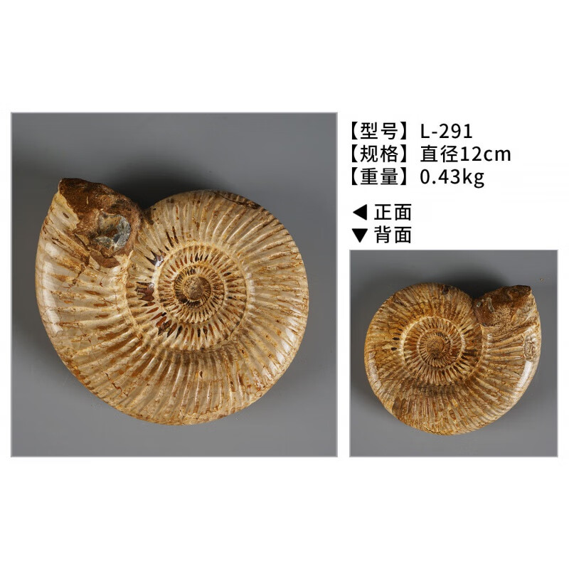 天然鹦鹉螺化石海星贝壳化石原石艺术简约装饰桌面摆件小饰品菊石收藏