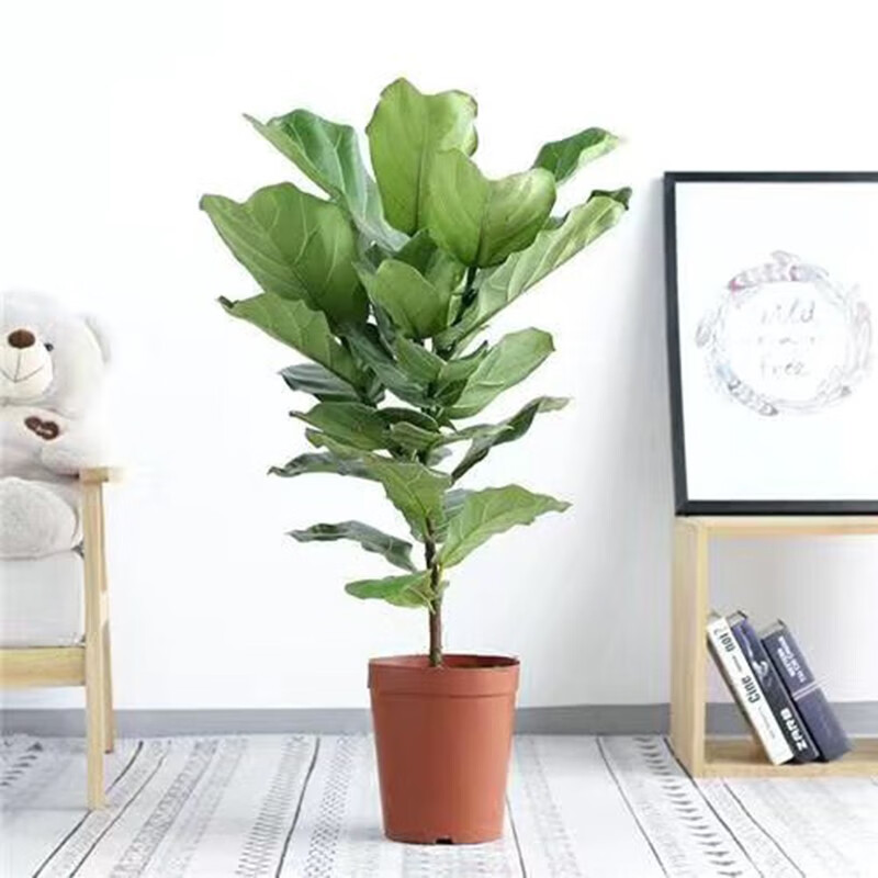 网红绿植琴叶榕盆景室内大型绿植客厅棒棒糖型北欧风  原盆原土琴叶榕