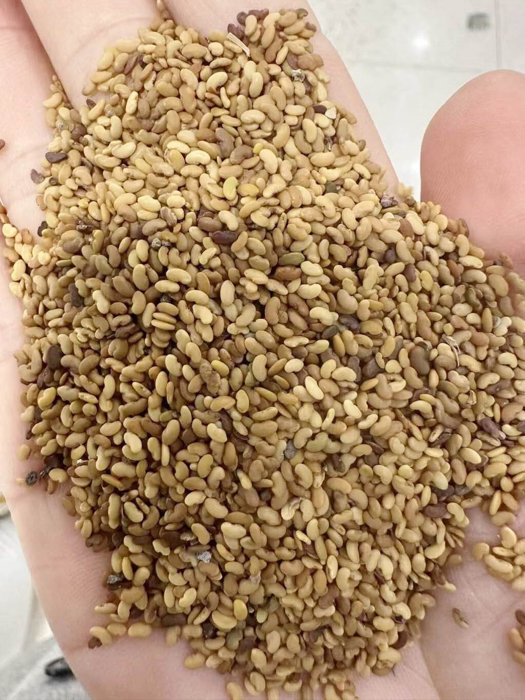 芗苒金花菜种子四季食用菜种籽 金花菜种子一斤