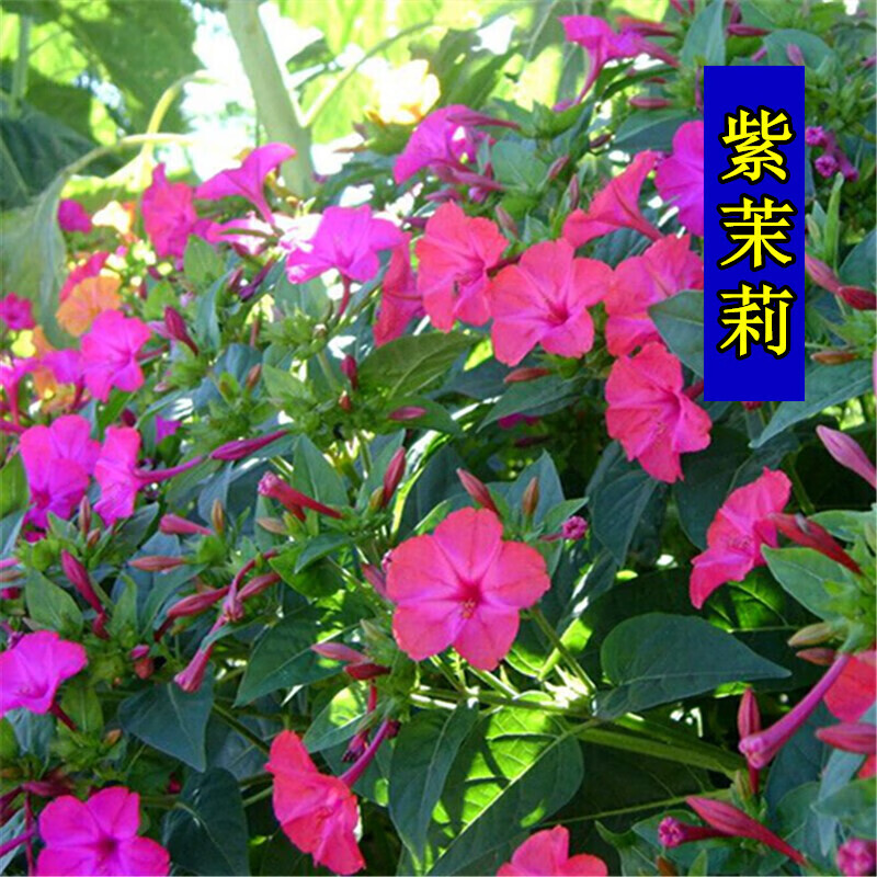 霆环 夏季室外易种花卉种子紫茉莉四季种易活花种子花籽混色胭脂花