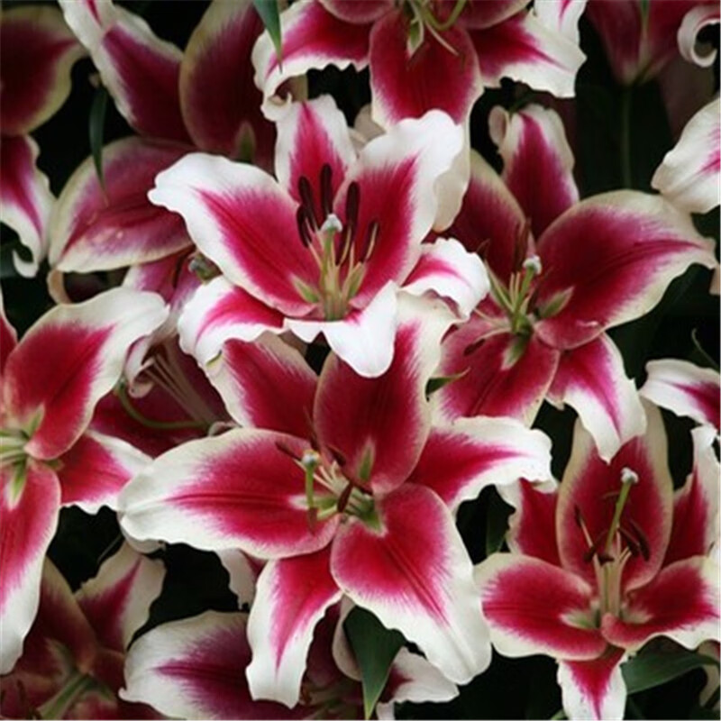 球根种球 带芽百合花种球 进口香水百合花苗 室内盆栽花卉绿植 紫嫣