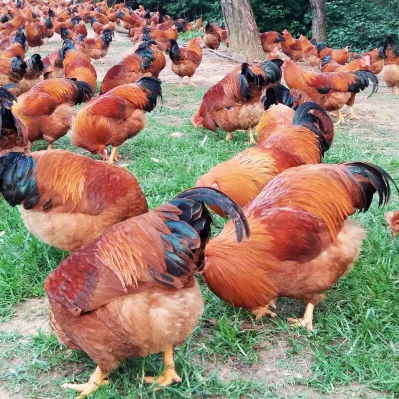 阳山大扇鸡(阉鸡)现杀速递 扇鸡3.5斤 清远鸡2.5斤左右 广东省外