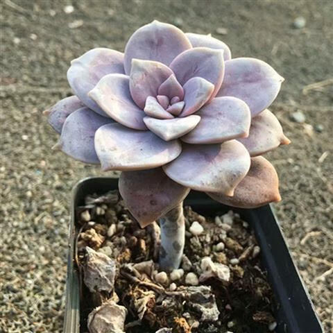 盖淘多肉绿植云南新手盆栽悬崖老桩多头群生状态紫乐华丽风车 华丽