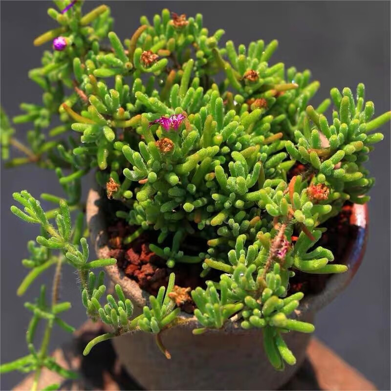 七抒多肉植物米粒枝干番杏糖球肉肉植物办公室桌面超萌肉肉花卉小盆