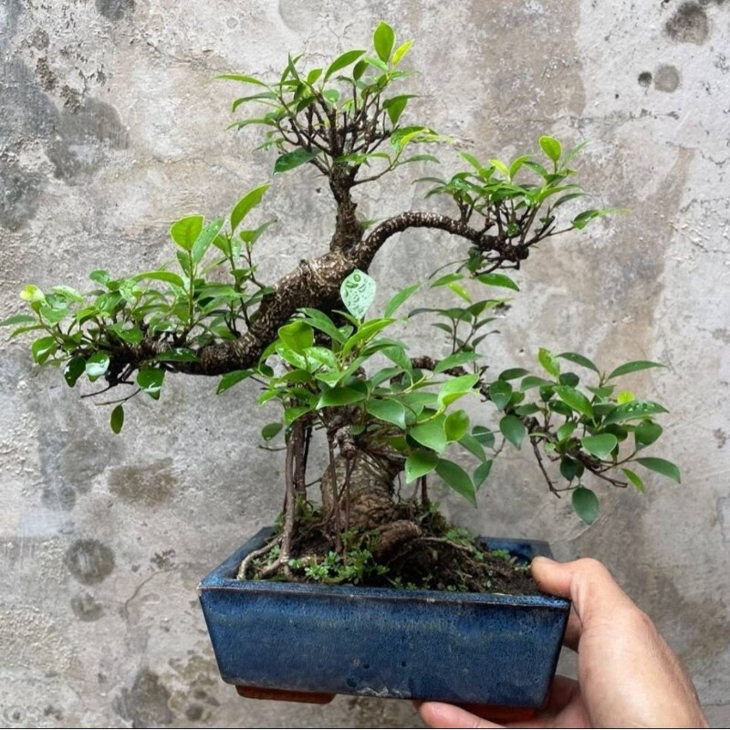 孙凯游龙式虎皮榕矮霸造型盆景台湾气根榕树老桩悬崖虎皮榕树盆景庭院