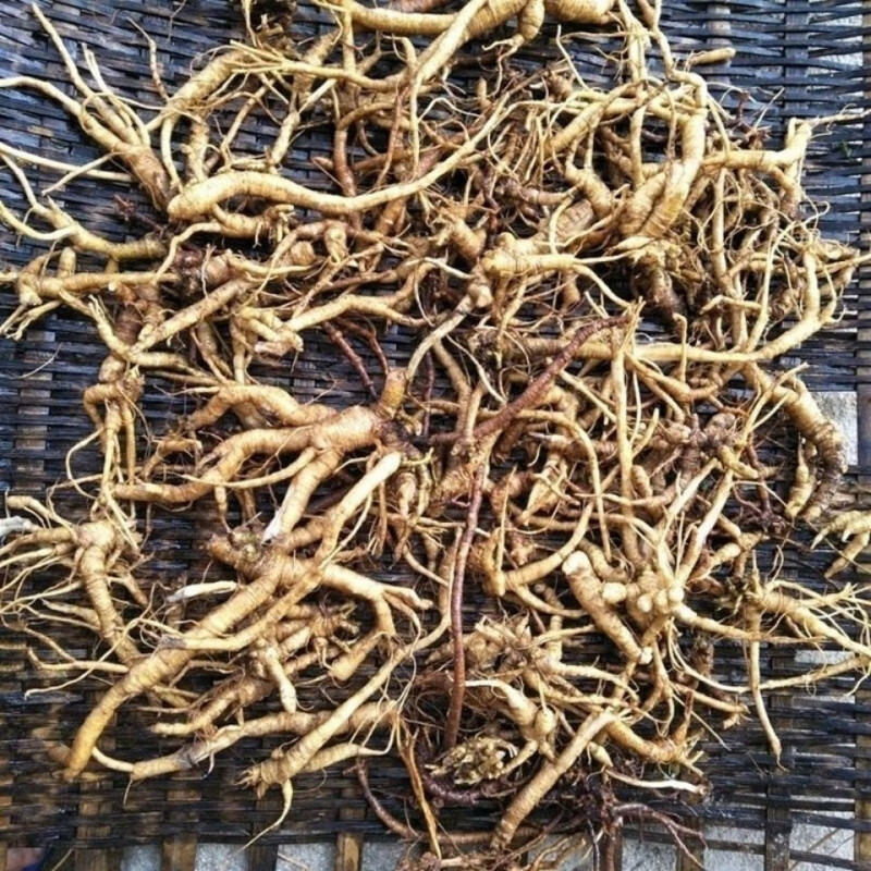 现挖新鲜野生雾水葛根 糯米藤 雾水葛 捆仙绳咄脓膏 纯根250g 雾水葛