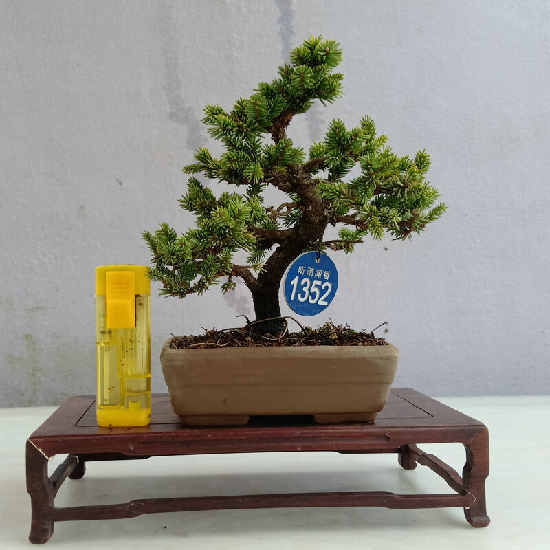 虾夷松盆景盆栽实物原生常青绿植八房小叶小品老桩 盆景21号 带盆栽好