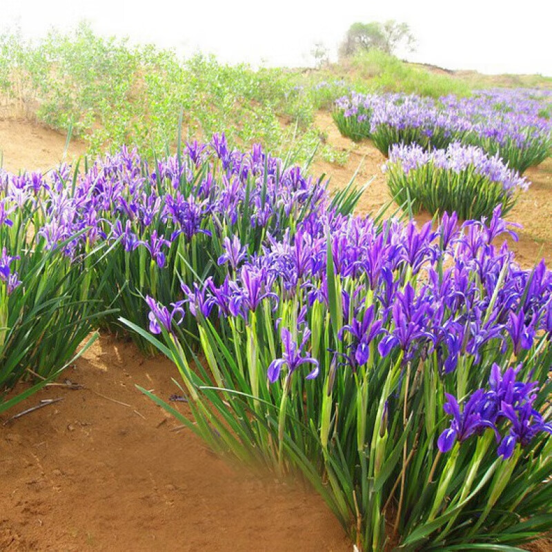 景喜种子 马兰花种子 马连多年生耐寒耐水耐涝水边花卉可水生 马莲100