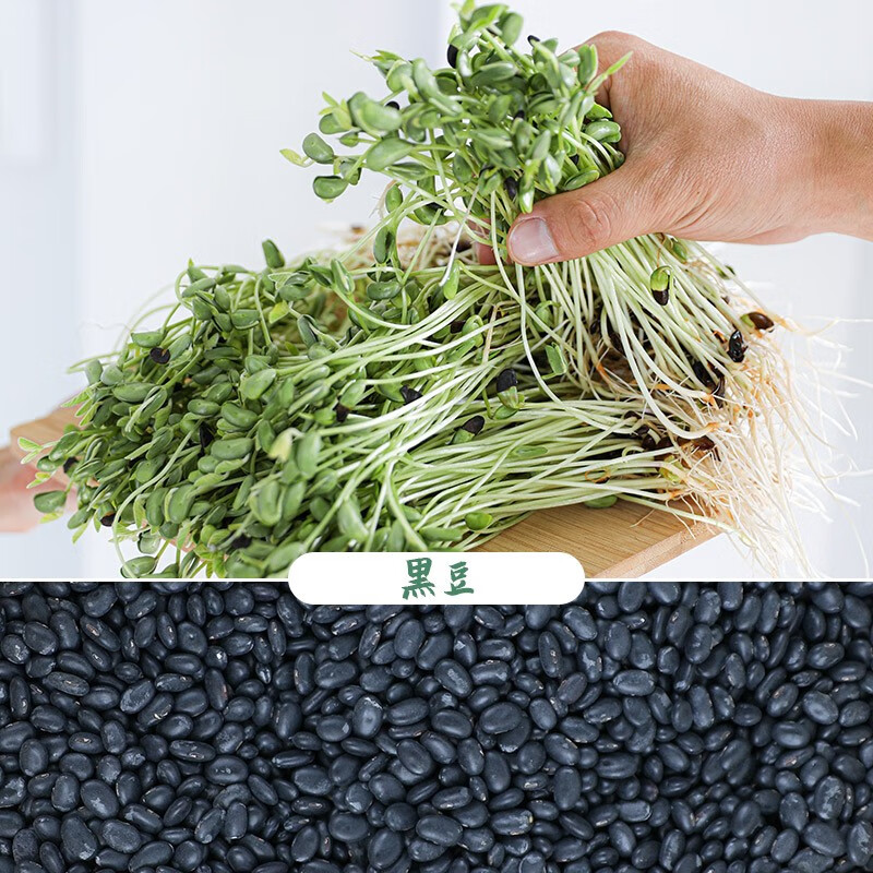 寿禾 芽苗菜种子萝卜苗四季春冬季四季无土水培蔬菜苗豌豆芽苗 黑豆苗