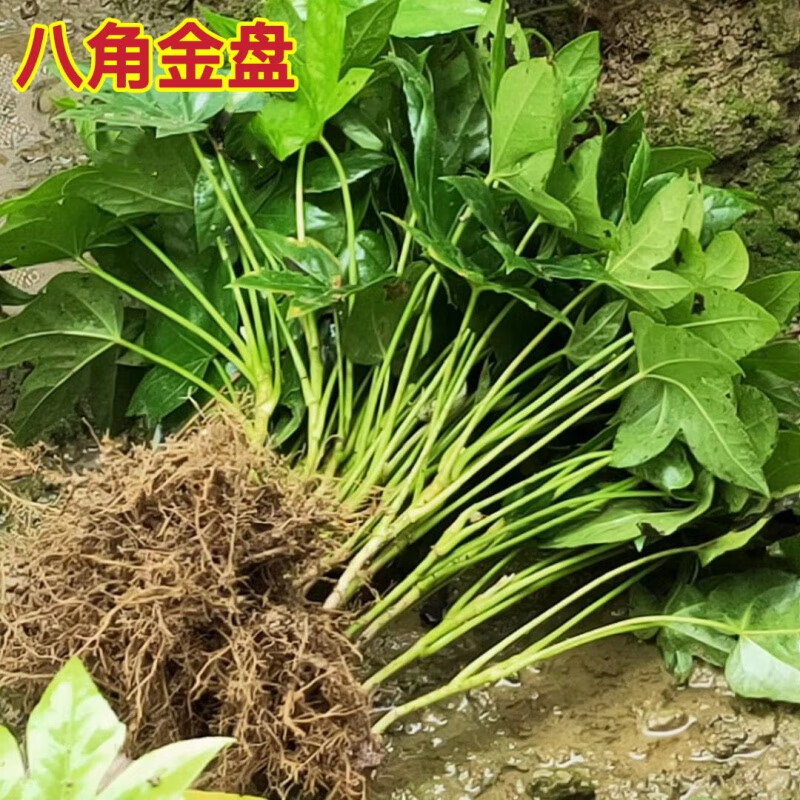 慕景八角金盘小苗耐阴耐寒室内盆栽植物庭院地被四季常青绿化工程苗木