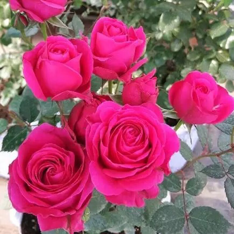 春沭巨蟹座大花型月季花大苗植株矮小且丰花阳台庭院花卉盆栽四季