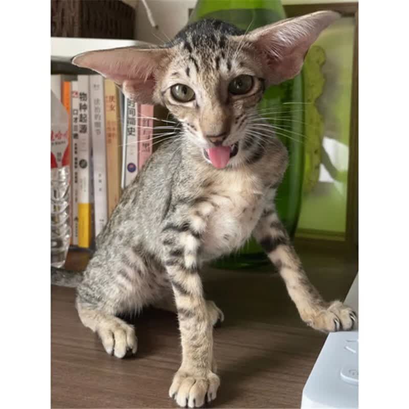 祥记萌奇【北京猫舍】纯种东方短毛猫幼猫活体虎斑东短猫飞机耳短毛宠物猫 赛级属于什么档次？