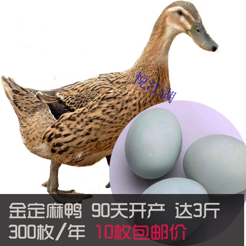 悦江湖金定麻鸭种蛋受精蛋绿壳水鸭蛋绿壳高邮麻鸭可孵化鸭蛋 10枚