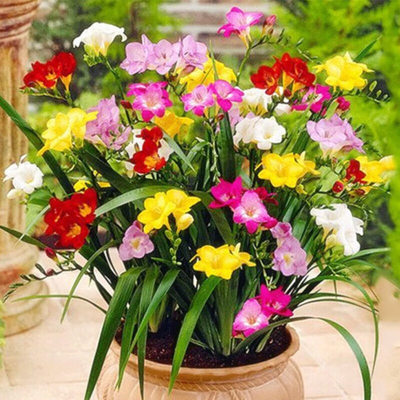 春草碧 香雪兰种球小苍兰花种球水培土培绿植花卉盆栽植物球根花卉种