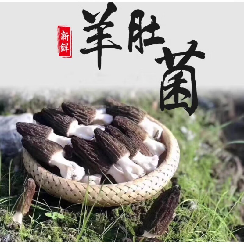 禾澹深山里新鲜羊肚菌克野生菌菇云南高原产地直发顺丰空运 小号 500g