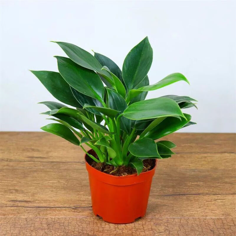 元井    金钻盆栽  绿公主大叶绿植室内新房阳台桌面盆栽花卉好养植物