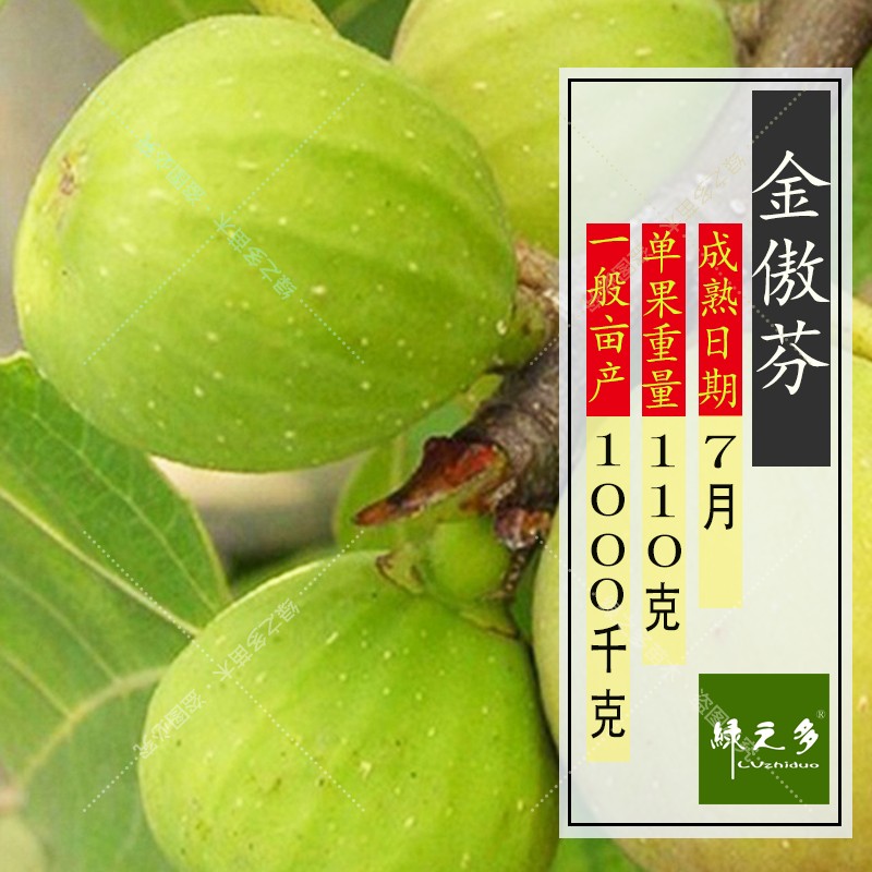 树苗盆栽南方四季阳台庭院地栽当年结果特大无花果苗树苗 金傲芬 4年