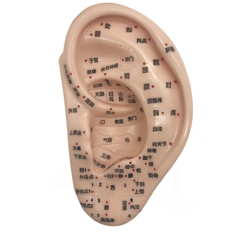 按摩耳 耳模反射区耳穴模型 耳穴位耳朵耳部标准穴位模型穴位 教 3cm