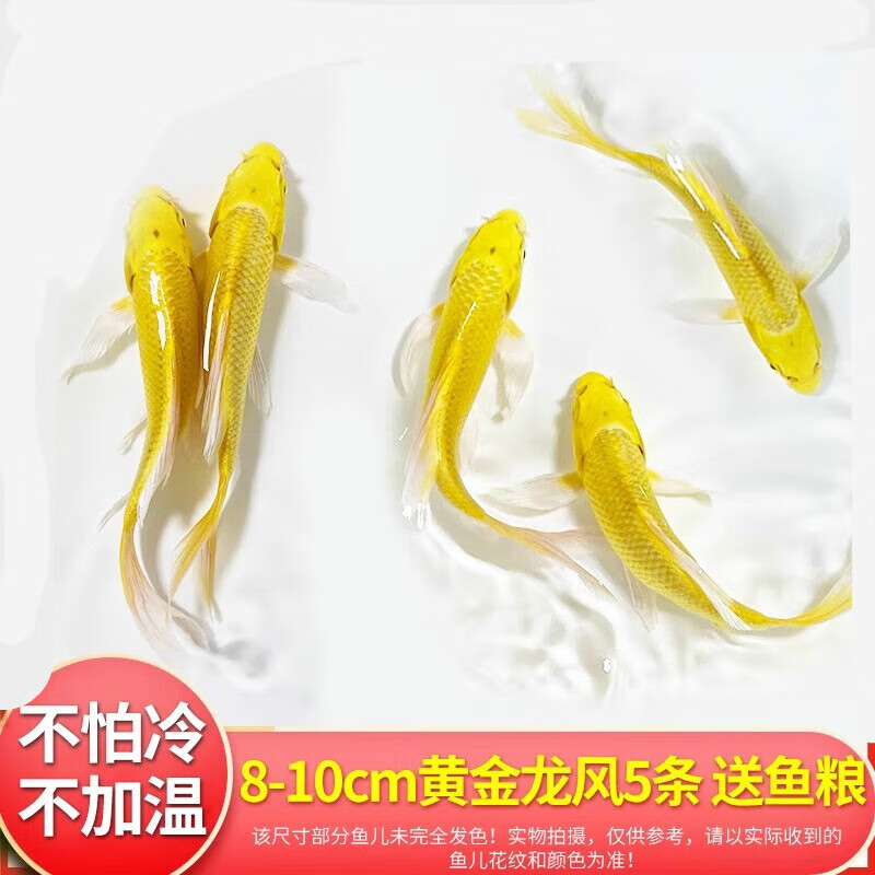 墨一种锦鲤鱼活鱼冷水淡水鱼观赏鱼金鱼小型好养耐活黄金龙凤锦鲤 6
