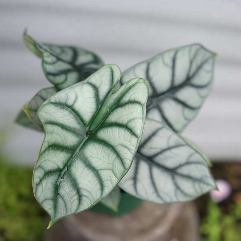 犀牛海芋黑天鹅绒网红植物室内绿鹅绿植办公室桌面花卉小盆栽 白犀牛