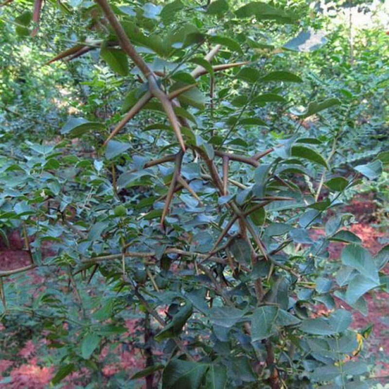 春枝韵静谧造刺树种子马甲子鸟不站铁篱笆 带刺植物围墙篱笆防盗围墙