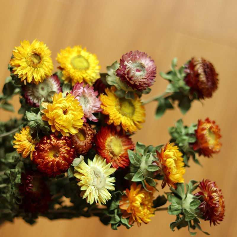 花风干ins网红花装饰摆件文艺插花摆设北欧装饰sn9189 菠萝菊15个花朵
