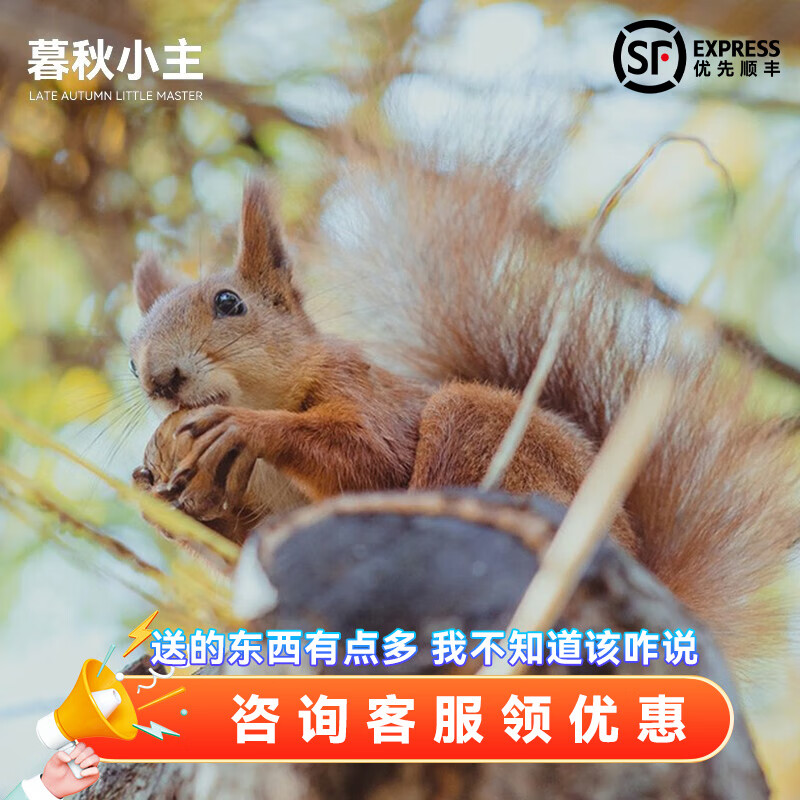 红魔王松鼠幼崽(公母备注)