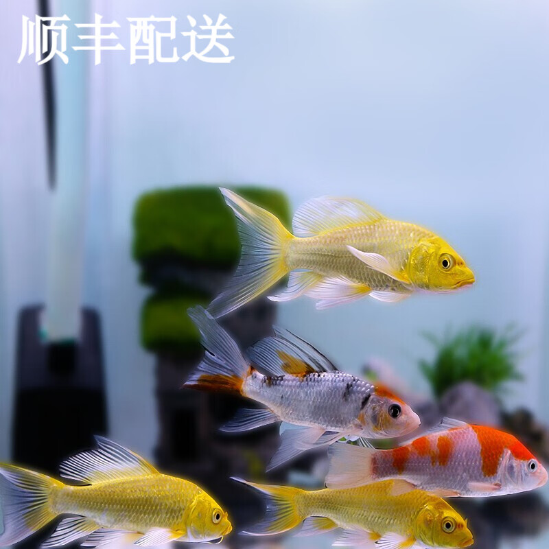 观赏鱼 锦鲤组合10-12厘米:黄金龙凤3大正1红白1 随机发货价格(不拍照