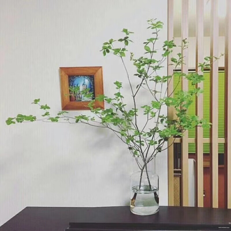 素蜜吊钟鲜切水养植物网红产品 家居装饰阔太新宠不含花瓶 吊钟45cm2