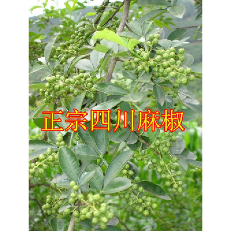 食用花椒苗四川麻椒树苗九叶青花椒树苗大红袍花椒苗大花椒树 四川